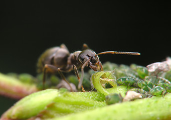 Image showing Ant and aphises