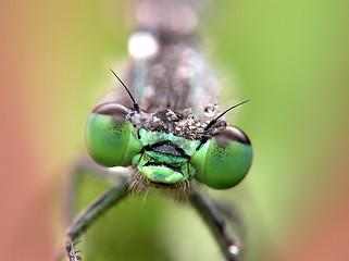 Image showing dragon fly