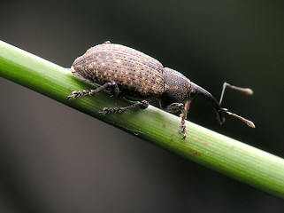 Image showing beetle