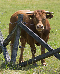 Image showing Brown bull