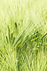 Image showing Wheat field