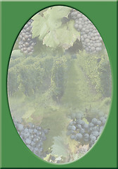 Image showing VINEYARD-FRAME