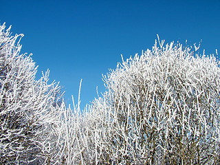 Image showing Shrub whit hoarfrost