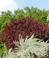 Image showing Colorful tree leaves background