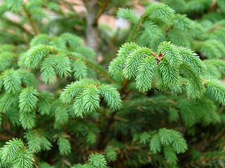 Image showing Green fir branch