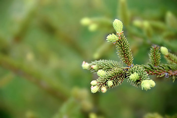 Image showing Green fir branch