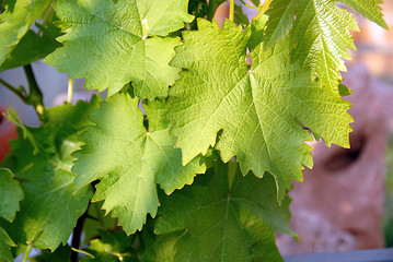 Image showing Green vine leaves