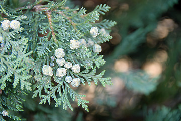 Image showing Green thuja branch