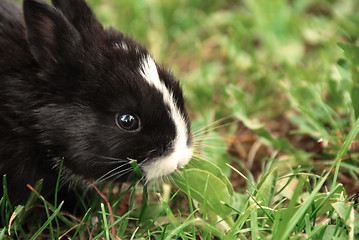 Image showing Black rabbit