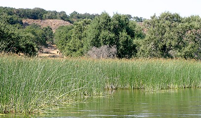 Image showing Reed Shore