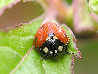 Image showing Ladybug