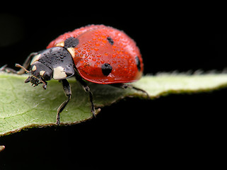 Image showing LLadybug and dew