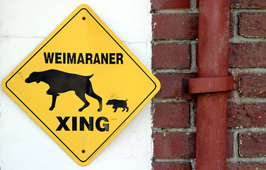 Image showing Weimaraner Xing (6647)