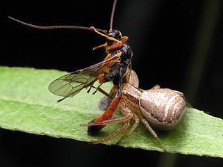 Image showing Spider predator