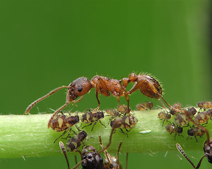 Image showing Ant and aphises