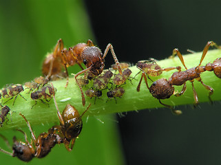 Image showing Ants and aphises