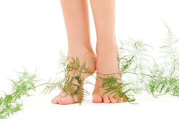 Image showing female legs with green plant