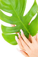 Image showing female hands with green leaf