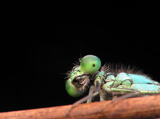 Image showing Dragon fly