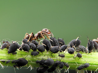 Image showing Ant aphises