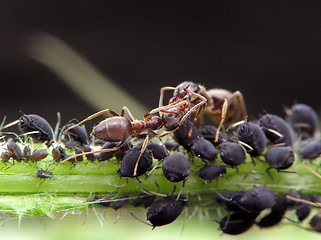 Image showing Ants and aphises