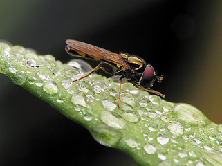 Image showing Insect