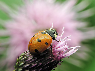 Image showing Wet ladybug