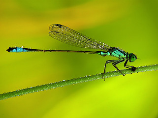 Image showing Dragon fly