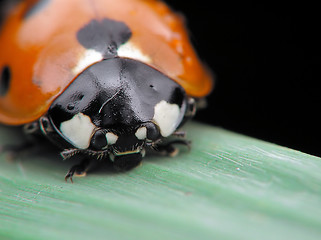 Image showing Ladybug face