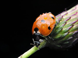 Image showing Ladybug dewy