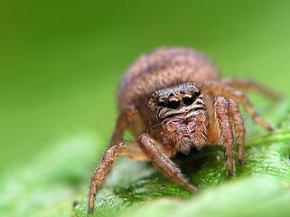 Image showing Spider