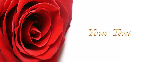 Image showing White background with red rose