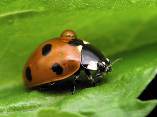 Image showing Ladybug