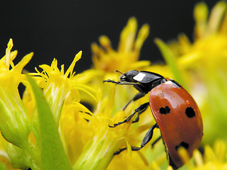 Image showing Ladybug