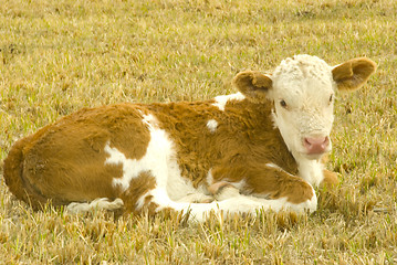 Image showing calf