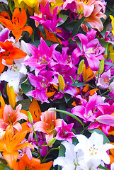 Image showing colorful flowers