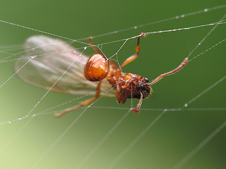 Image showing Ant in cobweb