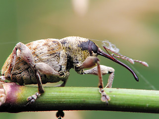 Image showing Beetle