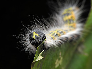 Image showing Caterpillar