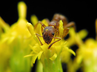 Image showing Ant in flower