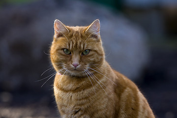 Image showing orange tabby