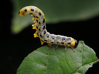 Image showing Caterpillar