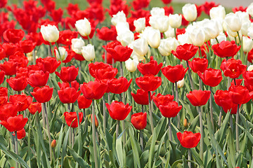 Image showing Red and white tulips