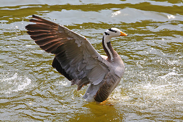 Image showing Duck beating it's wings in the water