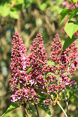 Image showing Blooming lilac