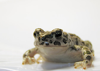 Image showing toad