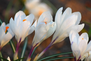 Image showing White crocuses