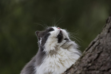 Image showing climbing cat