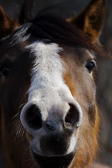 Image showing Horse nostrils