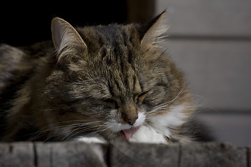 Image showing licking cat